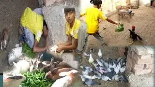 Java aseel chicken fight