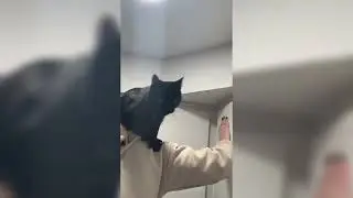 Люди помогают коту поймать насекомое на стене - 1758463