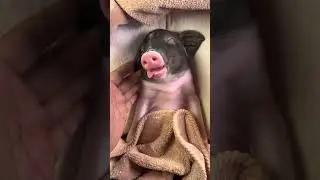 #cutepig #sleepypig #sleepypets #micropig #piggylove