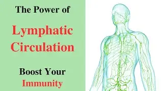 The Power of Lymphatic Circulation | Boost Your Immunity