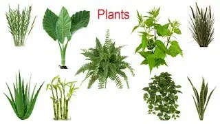 Plant Names, Meaning & Pictures | plants vocabulary