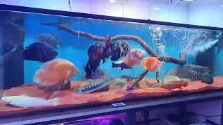 jumbao raiz ta top, vou desmontar o marinho?