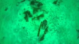 Winterangeln auf Uttian mit den Illex Nitro Shad