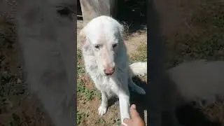 ADOTTATA! Bella Lady