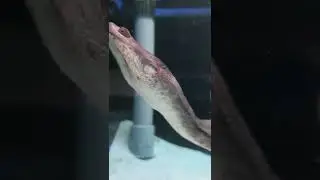 snake neck turtle #short