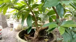 MEMBUAT KERANGKA DASAR BAHAN BONSAI HUNI/WUNI/BUNI/BONI