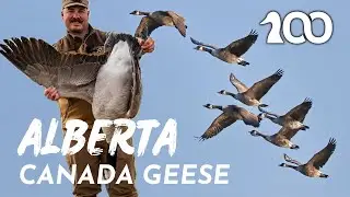 ALBERTA Greenheads and Honkers with Cole Townsend