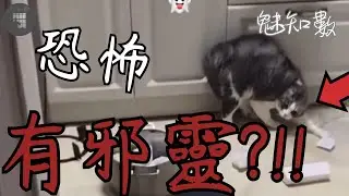家有邪靈 貓咪恐怖反應 超詭異 TOP10看完不敢關燈睡覺靈異恐怖影片|魅知數Unknown Phantom