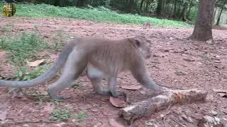 Adorable Rose | Monkeys at Bayon temple | Nasty monkeys family.