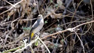 Capulinero Gris -  ptilogonys cinerus