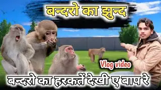 बन्दरो का झुन्द 🤣 || monkey in the forest video || vlog video || Dinesh Official Brand