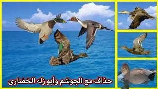 مشترك راقي حذاف ابو زله جوشم خضيري صوت راقي لا تنسه لايك و اشتراك في القناه 