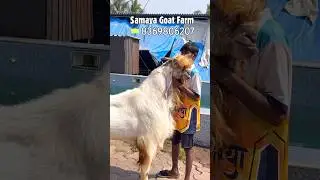 The biggest and purest Jamunapari Goat at Samaya Goat Farm Mahapoli