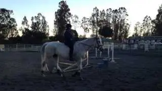Blue First Bare Back