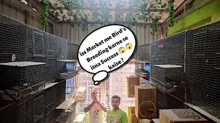 Most Amazing Bird Setup in Kolkata/Best Parakeet Birds Setup Tour