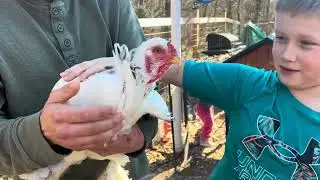 Getting to Know Our Baby Chicks! 🐔 | 9 Weeks Old & Full of Personality