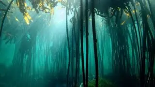Save The World & Magical Kelp Forests - David Attenborough - BBC Inside Out South