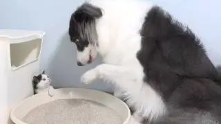 Watch This Tiny Kitten Grow Up Bossing Around a Big Dog In 100 Days