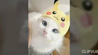 Cute cats/  Best Cute Cat Videos Ever/CTTCM