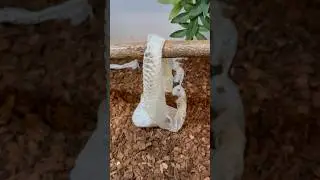 First shedding than sex? 🥰 Snake love on a tree 🐍