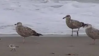 Herring Gull - Lesser black-backed Gulls