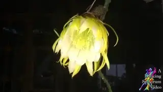 Cactus ( Echinopsis thelegona) Flower opening