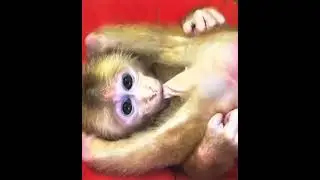 Stan Twitter: Compilation of Stan Twitter memes going bonkers while a Potaxie remix plays! 🤪 (FAKE)