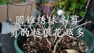 圆锥绣球冬剪，剪的越狠花越多越大