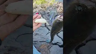 satu lemparan, satu ikan melayang 🎣