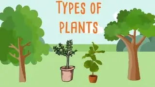 Types of plants#trees, shrubs,herbs,#ayzal little learners.