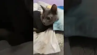 very beautiful ones may not work #catvideos