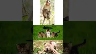 Pirate Pets