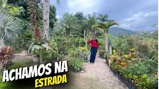 MARAVILHOSA BROMÉLIA IMPERIAL FLORIDA /NUNCA VIMOS ISSO ANTES//Bora pra Roça?