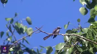 White-Browed Fantail Bird: Captivating Behavior and Beauty | Dancing bird |Rhipidura aureola