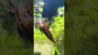 This Is Why Shrimp DIE In New Tanks!