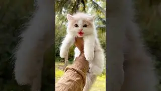 Kitten meowing 😻 | Cat sound | Cat video | Cat Voice | Cat | Persian cat sound | Persian Cat | Cats