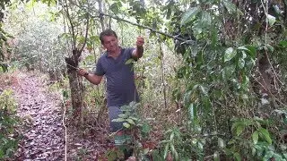TIRANDO CIPÓ DE BALAIO NA MATA