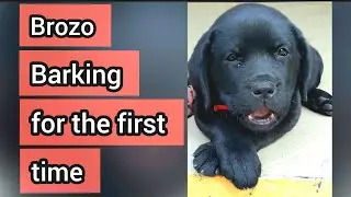 Labrador Puppy Barking for the First Time 🧡 | #Shorts