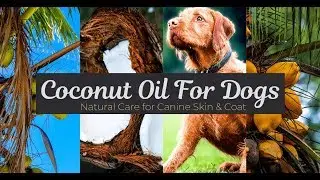 A Delicious Functional Food - Coconut Oil for Dogs
