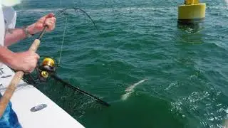 Check out the SPINFISHER VI By PENN