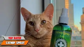 Bored Kitty No More! DIY Catnip Spray Recipe for Happy Playtime