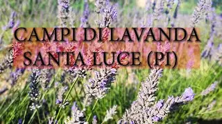 CAMPI DI LAVANDA