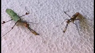Sibylla pretiosa