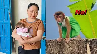 monkey Tina went outside to play and didn't come home, causing her grandmother to worry.