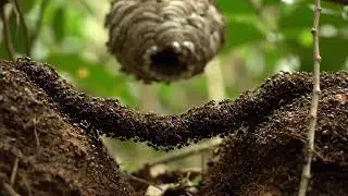 Army Ants Build Bridge to Invade Wasp Nest this crazy