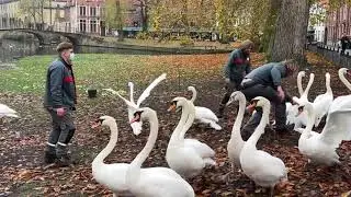 Ook Brugse zwanen ontsnappen niet aan ophokplicht