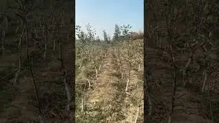 Winter pruning of Hot climate apple. Age 11 months