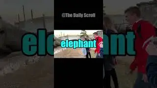 DON'T LOOK AT THE SOUND #animals #funny #cat #zoo #shorts