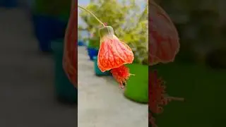 Lantern Hibiscus beautiful & Unique Flower# Nature # garden # ytshort #Plants#lover #gardening#tips