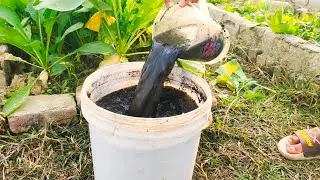 Poor Soil to Rich Soil Using This Simple Homemade Liquid Fertilizer